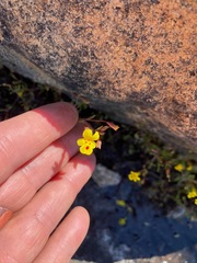 Erythranthe laciniata
