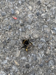 Bombus