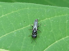 Crossocerus