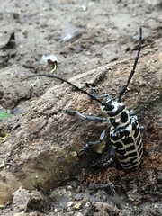 Plectrodera scalator