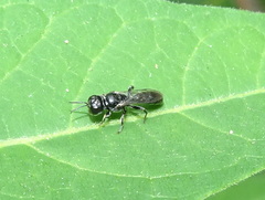 Crossocerus