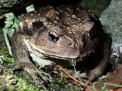 Bufo formosus