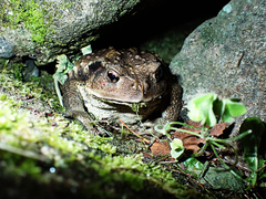 Bufo formosus