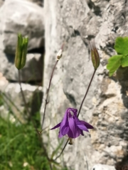 Aquilegia atrata