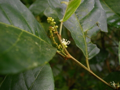 Croton schiedeanus