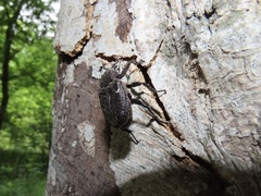 Osmoderma scabra