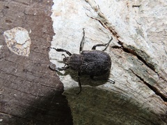 Osmoderma scabra