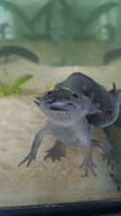 Lake Lerma Salamander photo 2