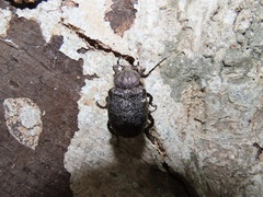 Osmoderma scabra
