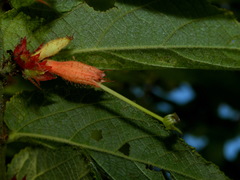 Helicteres pentandra