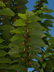 Helicteres pentandra