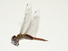 Tramea abdominalis