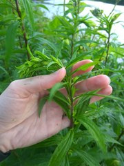 Solidago canadensis