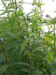 Solidago canadensis