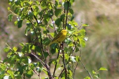 Setophaga petechia morcomi