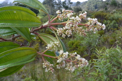 Miconia cremophylla