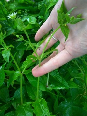 Stellaria aquatica