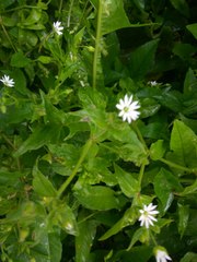 Stellaria aquatica
