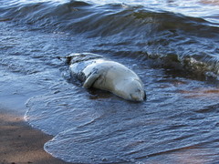 Halichoerus grypus grypus