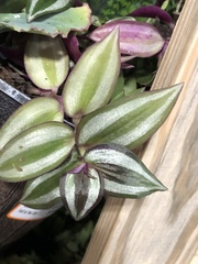 Tradescantia zebrina