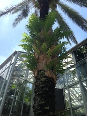 Drynaria quercifolia