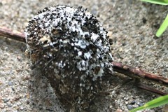 Caryocar microcarpum