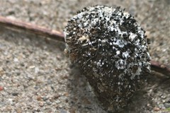 Caryocar microcarpum