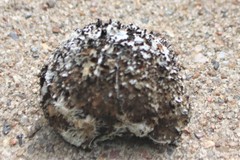 Caryocar microcarpum