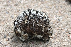 Caryocar microcarpum