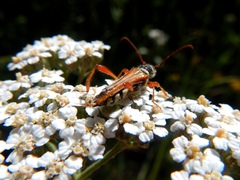 Stenopterus mauritanicus