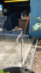 Pachydiplax longipennis