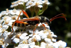 Stenopterus mauritanicus