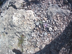 Jurinea stoechadifolia