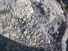 Jurinea stoechadifolia