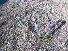Jurinea stoechadifolia