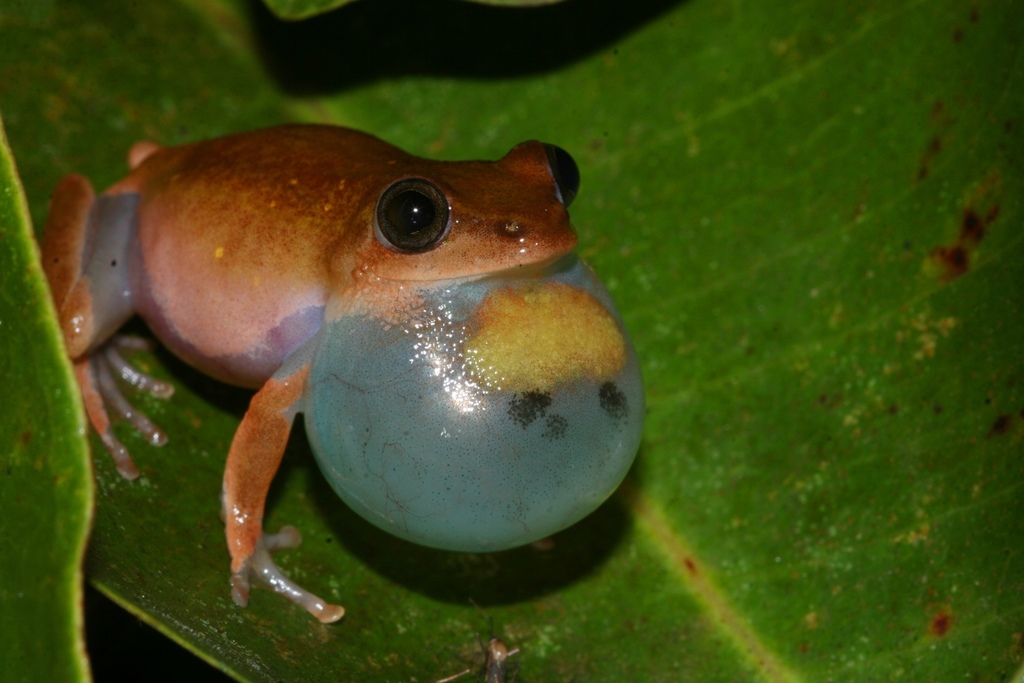 Fantastic Reed Frog