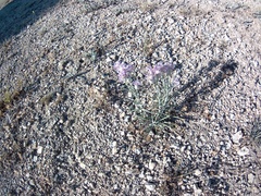 Jurinea stoechadifolia