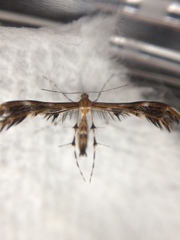 Dejongia lobidactylus