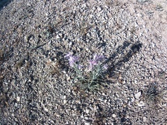 Jurinea stoechadifolia