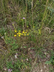Bupleurum falcatum