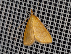 Anania crocealis