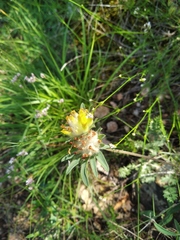 Anthyllis vulneraria boissieri