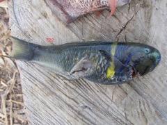 Thalassoma hebraicum
