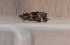 Syricoris lacunana