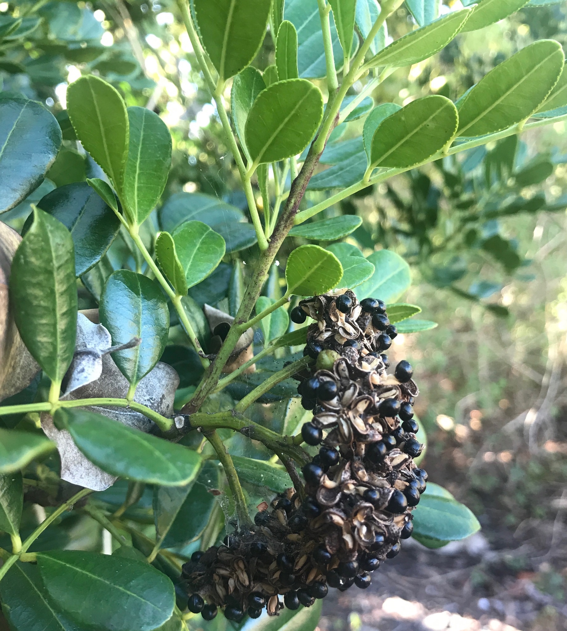 Zanthoxylum coriaceum