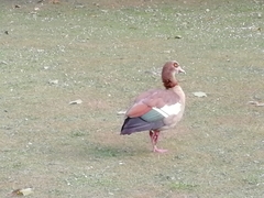 Alopochen aegyptiaca