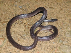 Bungarus niger