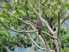 Rupornis magnirostris