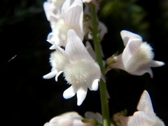 Linaria nivea