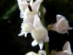Linaria nivea